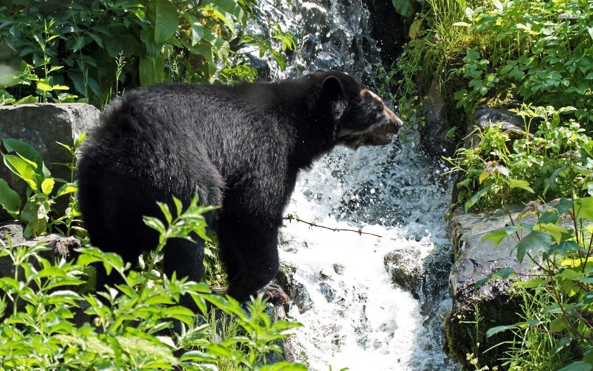 1920x1200 American black bear wallpaper wallpaper