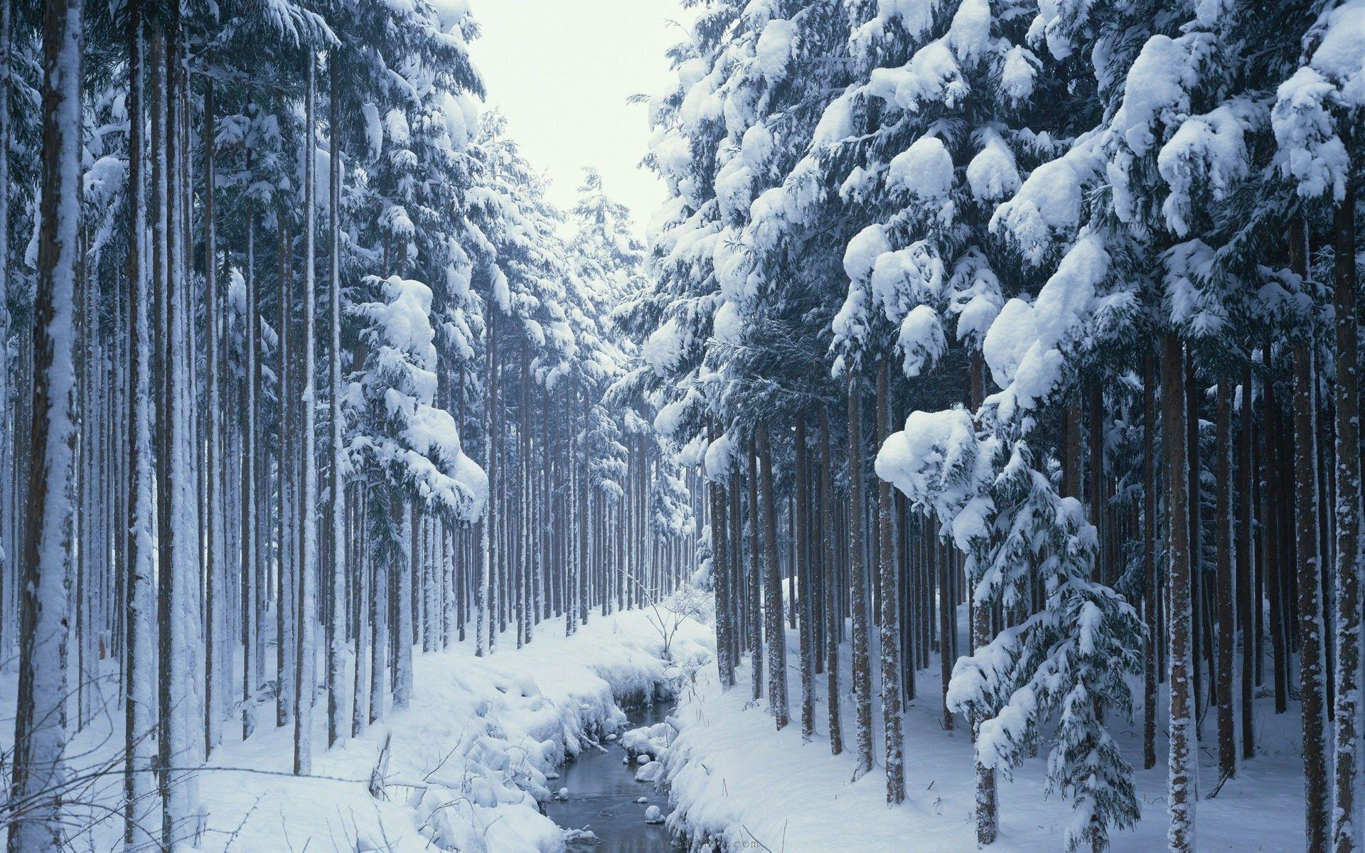 1920x1200 Free download landscape winter wallpaper river forest