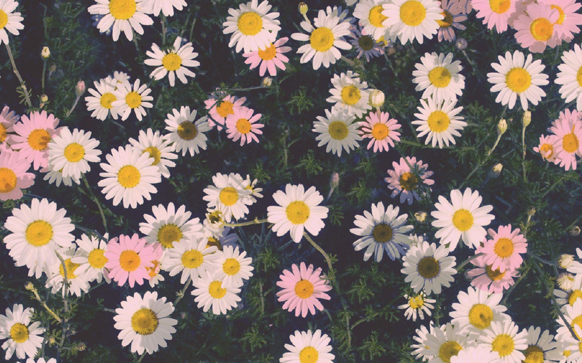 1920x1200 Daisy Flowers Tumblr Hình nền Miễn phí # o2t.  Daisy hình nền