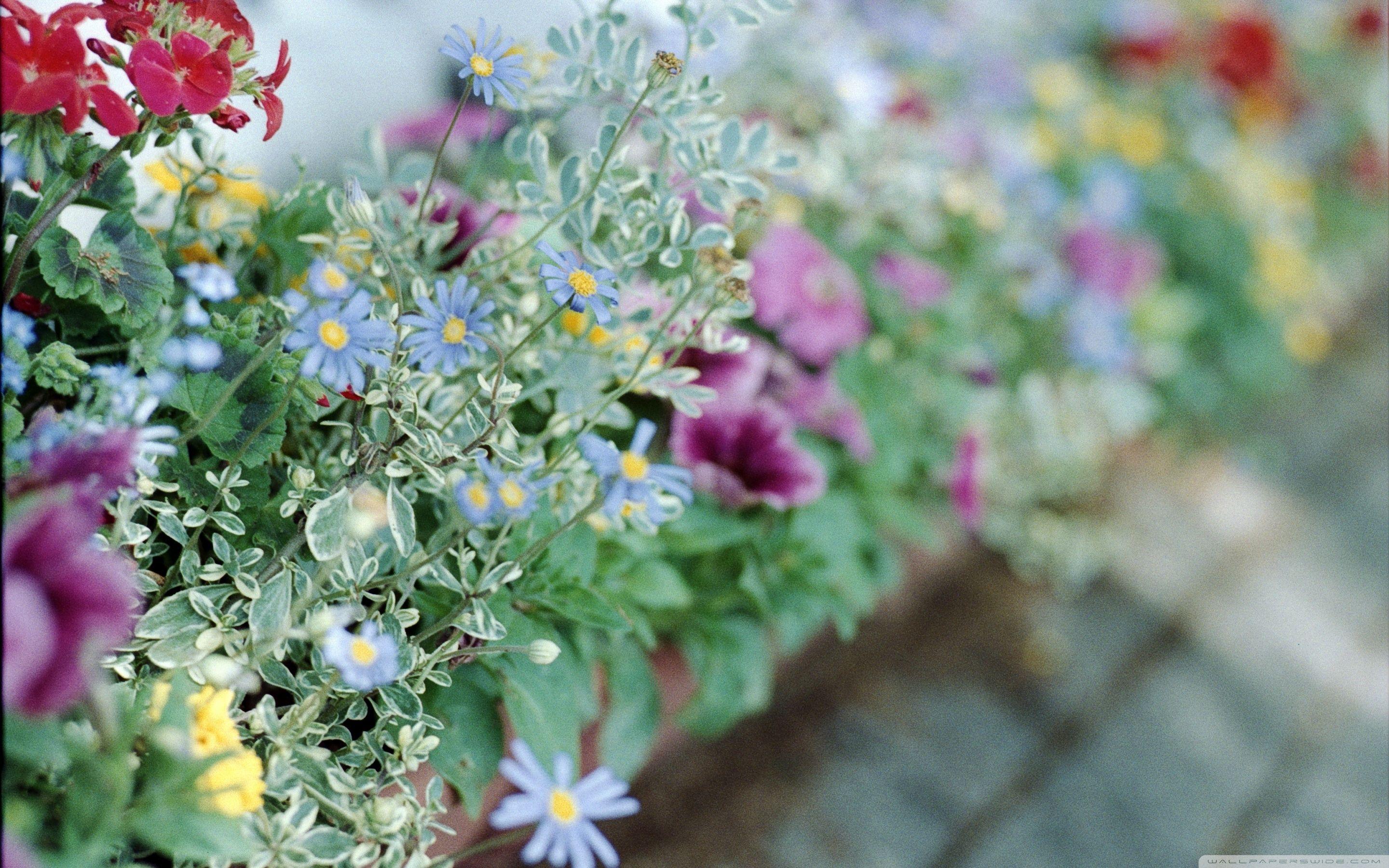 2880x1800 Flowers Tumblr ❤ 4K HD Desktop Wallpaper for 4K Ultra HD TV