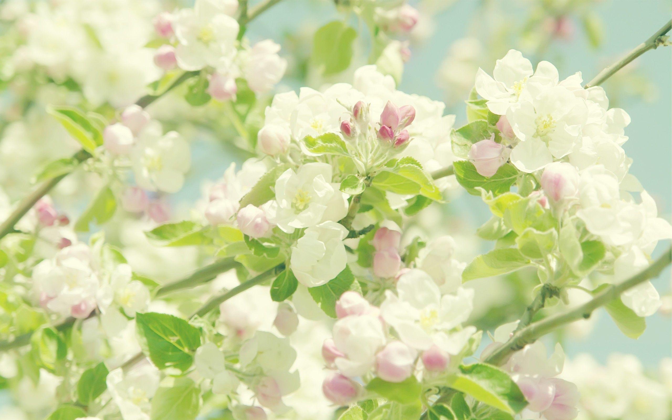 2560x1600 Pastel Floral Wallpaper Desktop Flowers Wallpaper