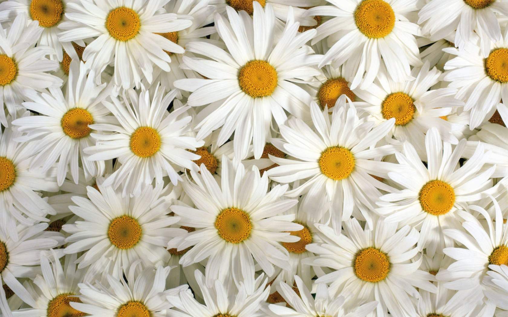 1680x1050 Floral Background Tumblr Quotes