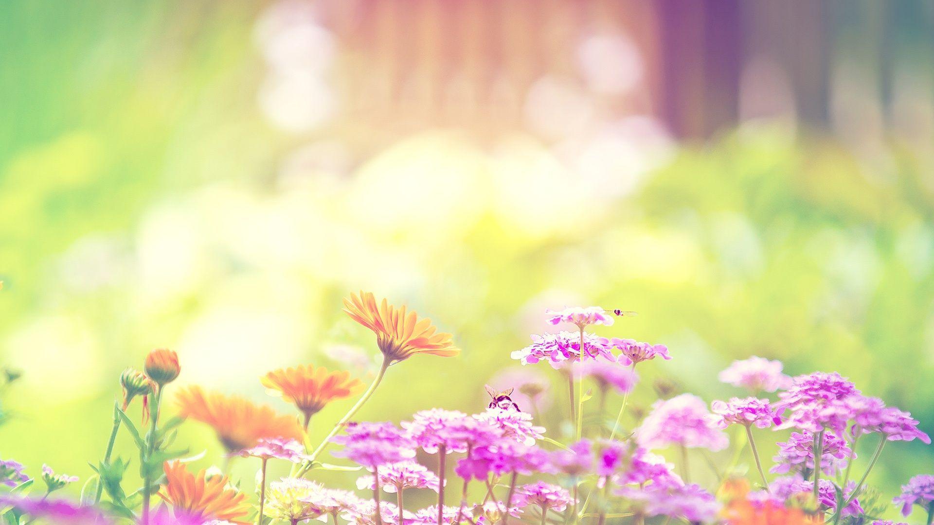 1920x1080 flowers