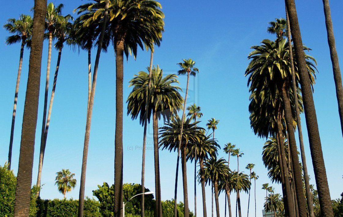1121x712 Tải xuống miễn phí California Tumblr Photography Palm Trees Palm