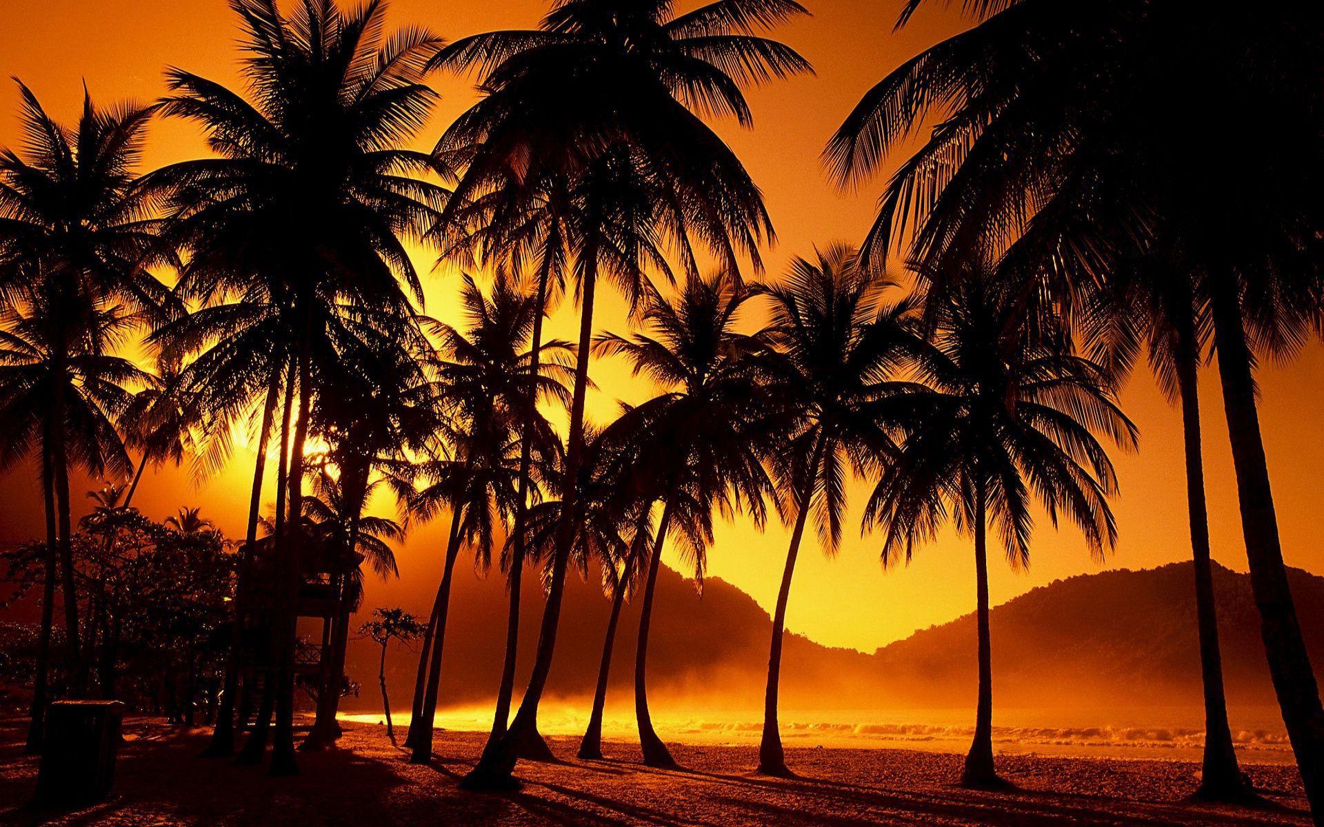 California Palm Trees Wallpapers - Top Free California Palm Trees