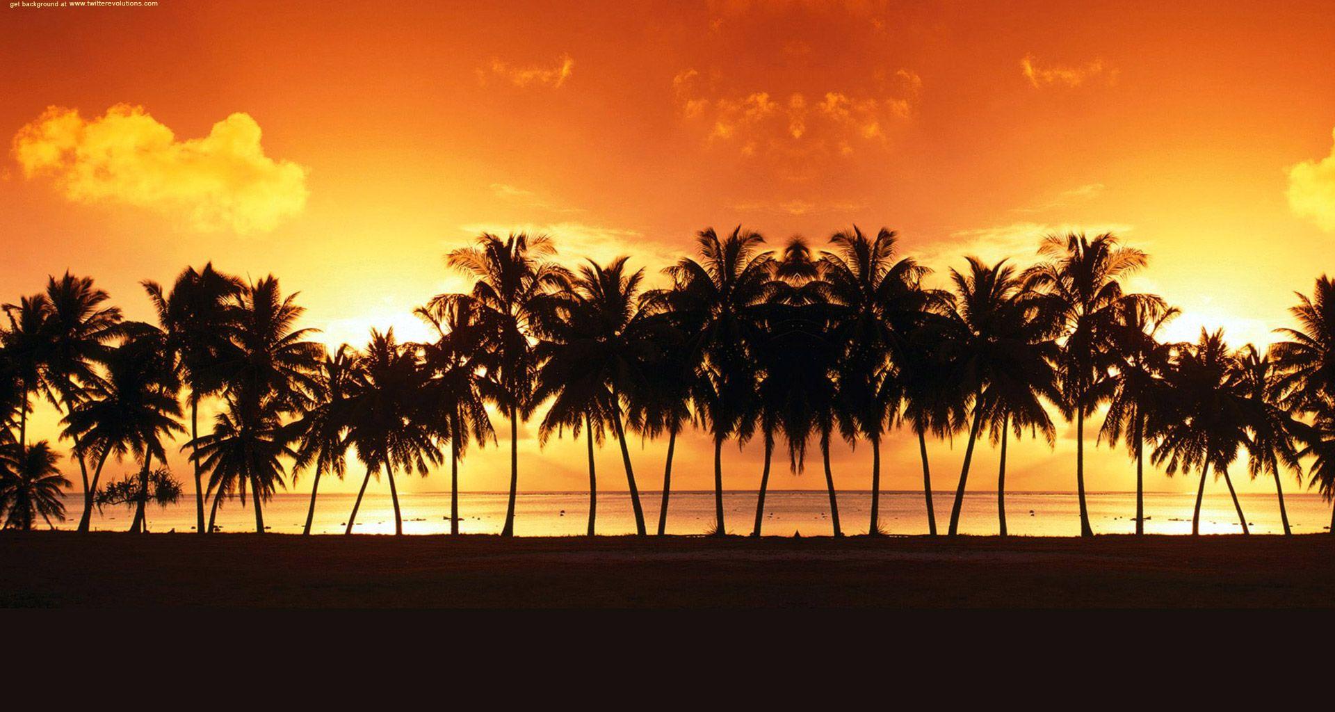 1920x1024 California Palm Trees hình nền Awesome Palm Tree HD