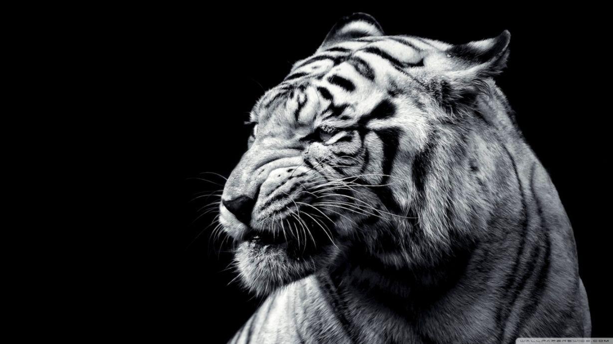 1229x691 Tiger Wallpaper HD Black And White