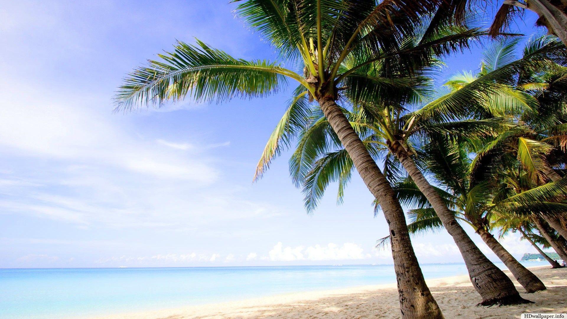 1920x1080 Palm Tree Hình nền máy tính để bàn