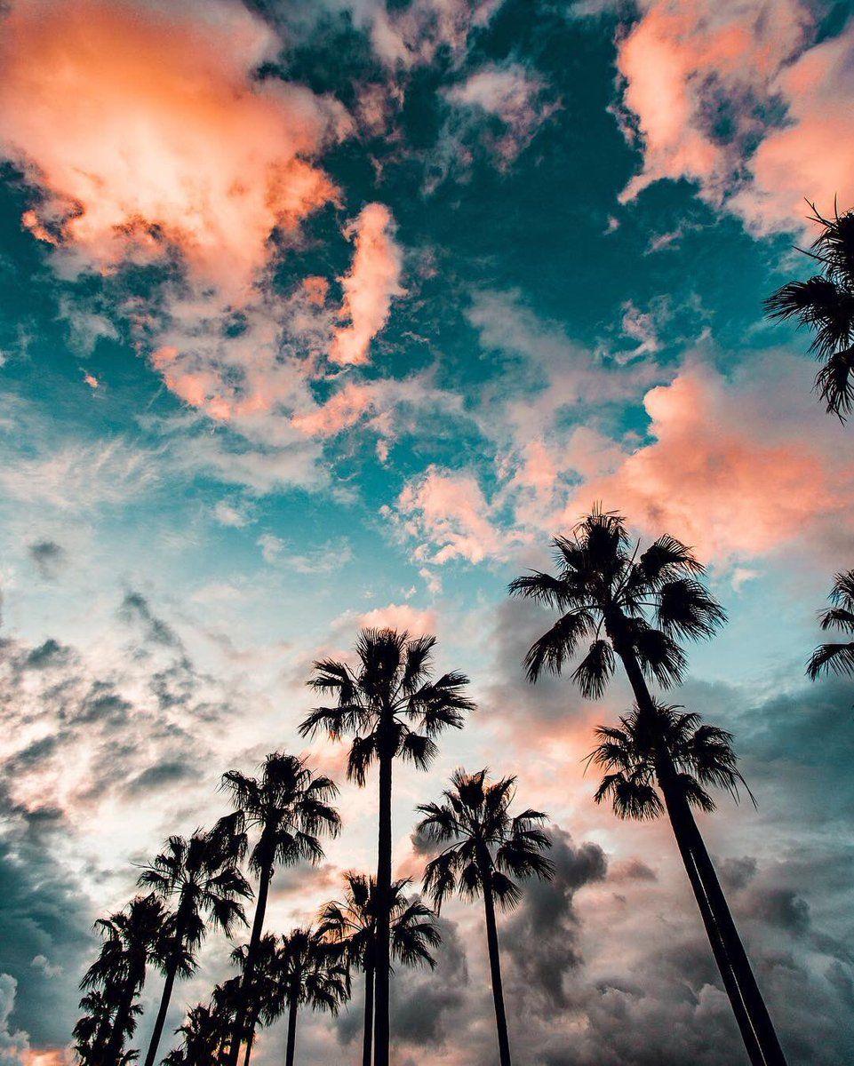 961x1200 Tumblr Hình nền HD - Palm Trees California Sky Free