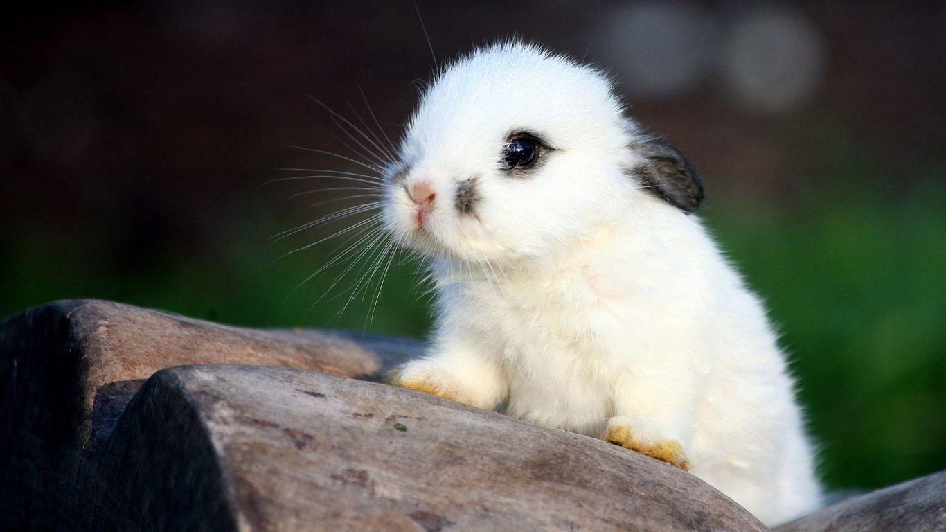 1366x768 Download wallpaper 1366x768 rabbit, spotted, cute tablet