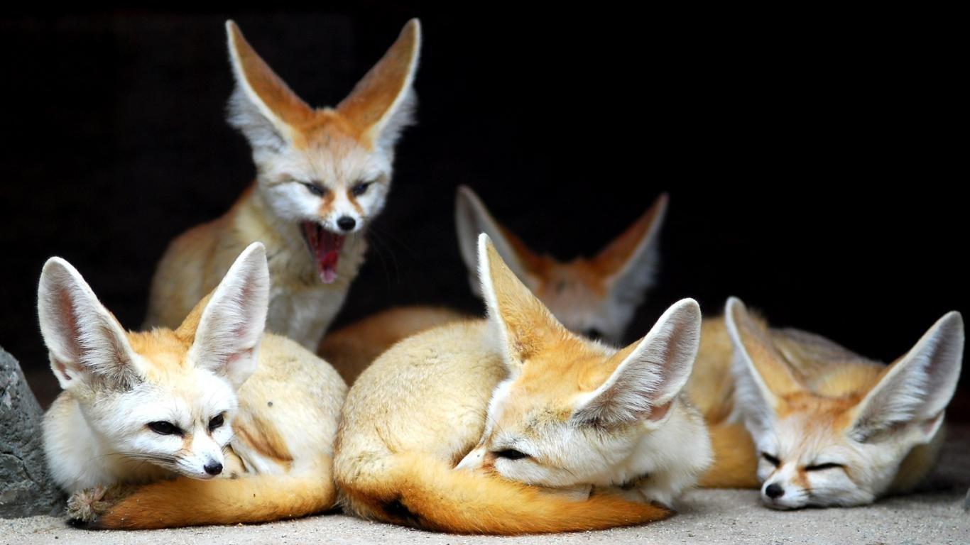 1366x768 Cute wallpaper 1366x768 (laptop) desktop background