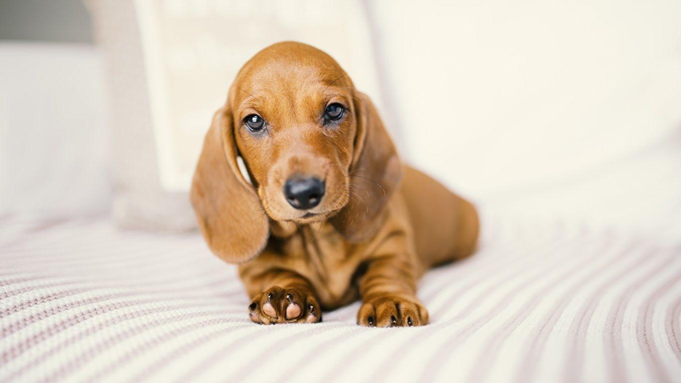 1366x768 Wallpaper Dachshund dog sweet animal 1366x768