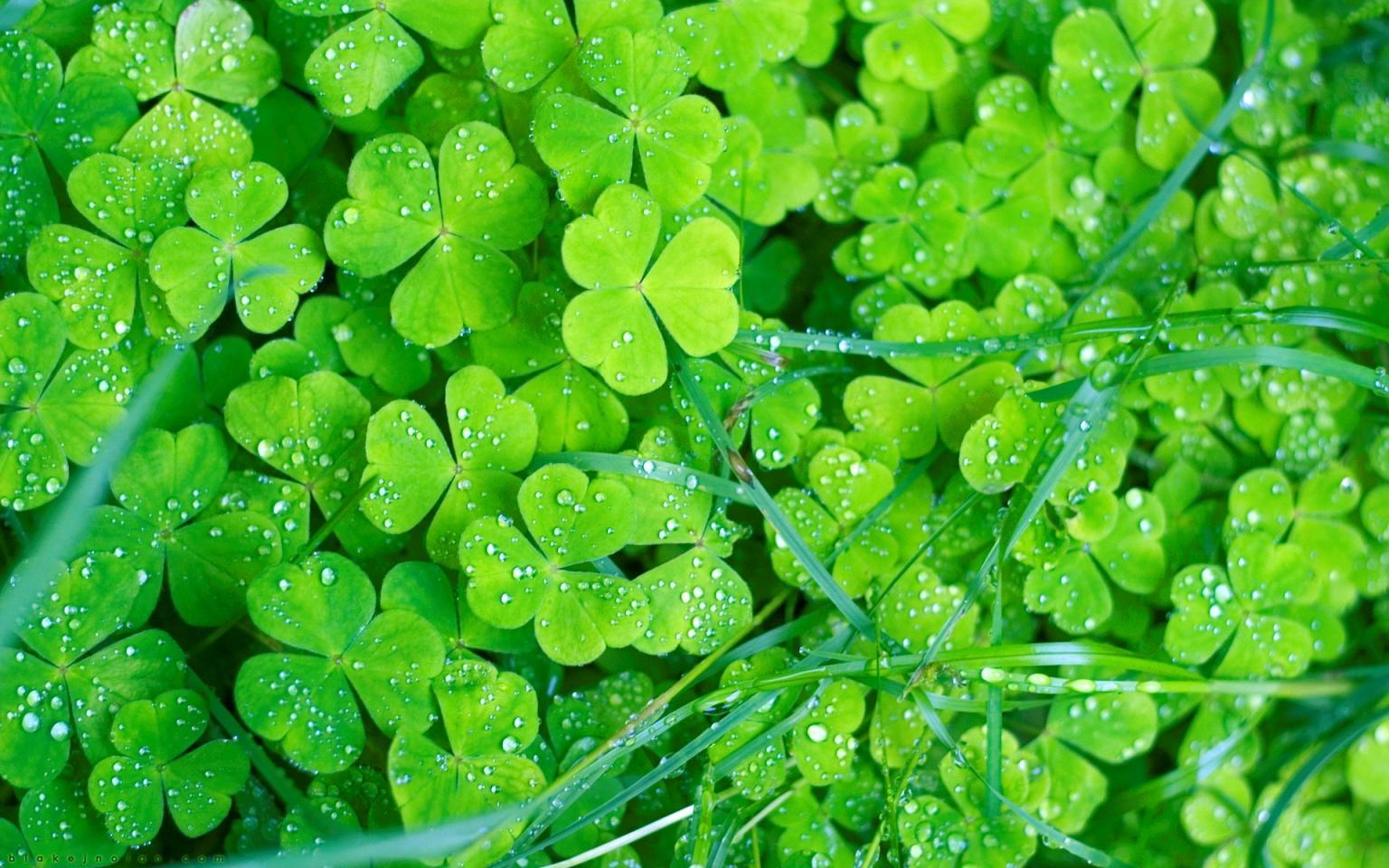 1536x960 Free Irish Wallpaper