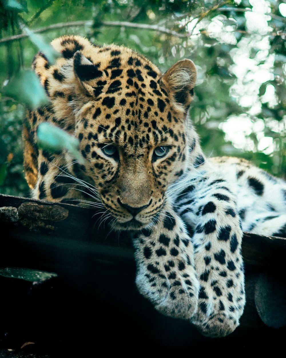 1000x1250 Endangered Animals Picture. Download