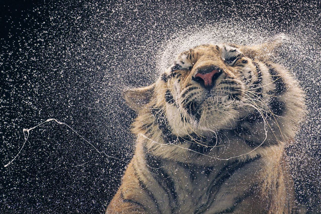 1280x853 The Reasons Why Animals Are Endangered