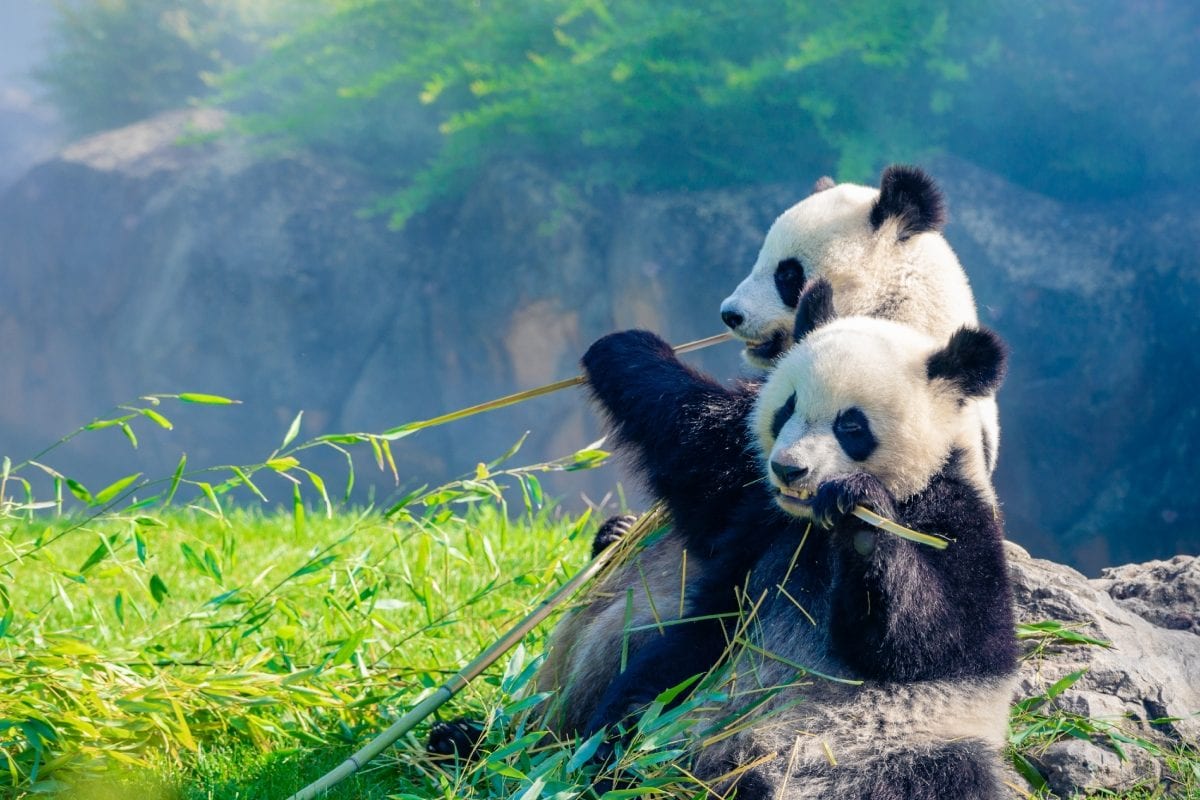 1200x800 National Endangered Species Day 2023