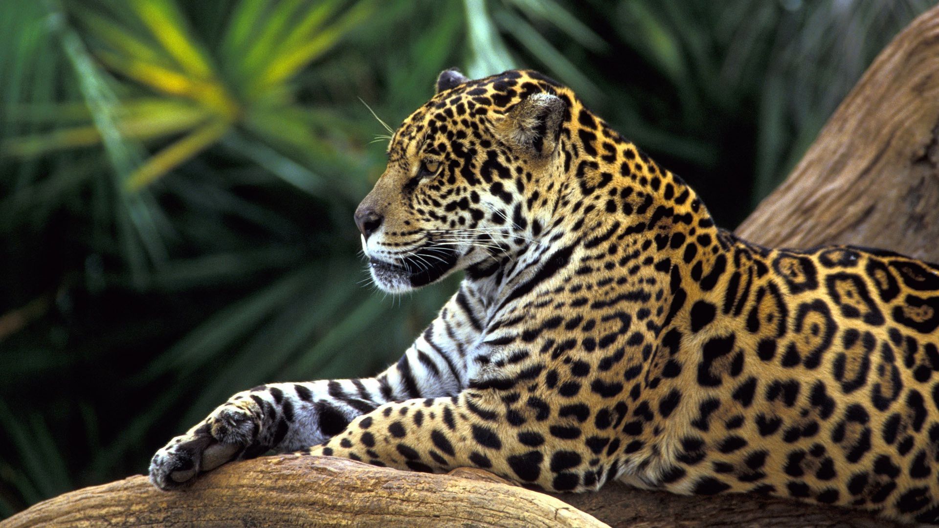 1920x1080 Animals Wallpaper Full HD Free Download