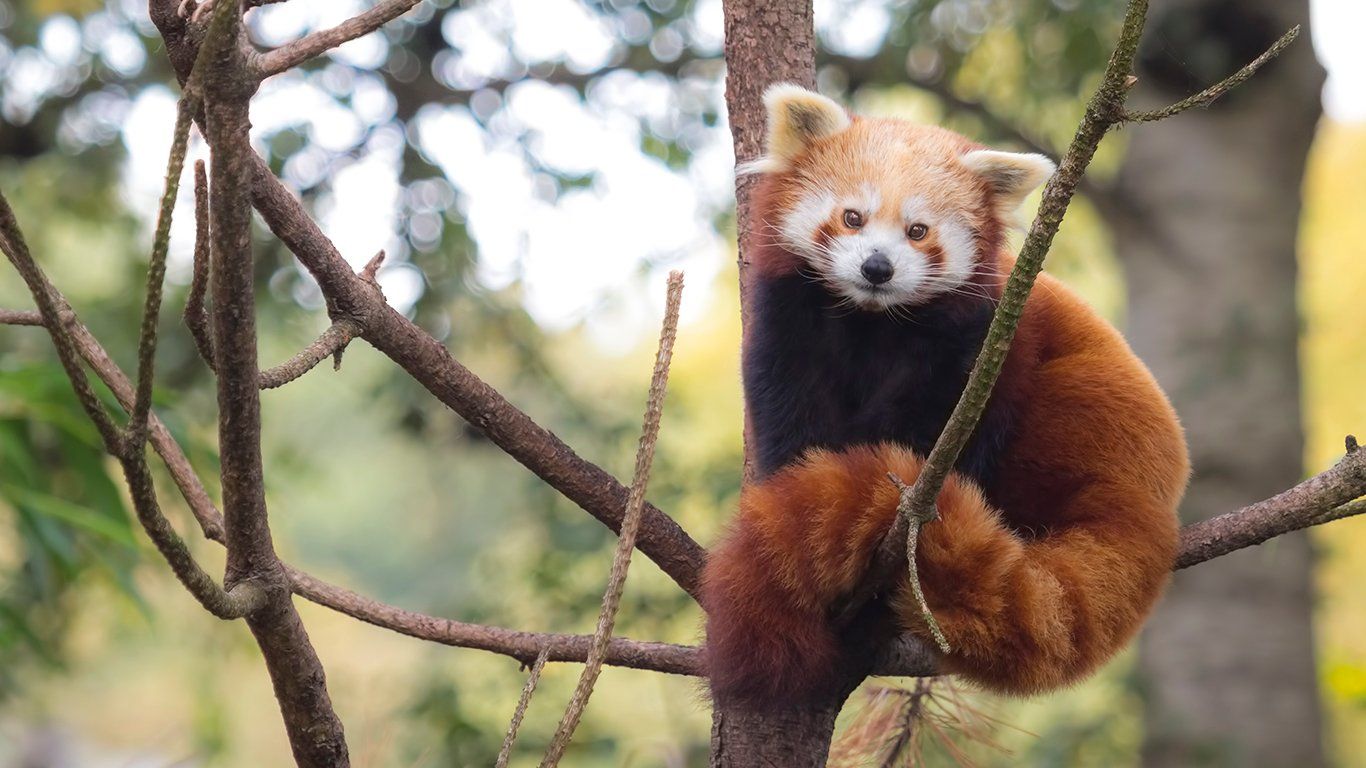 1366x768 Protect Endangered Animals