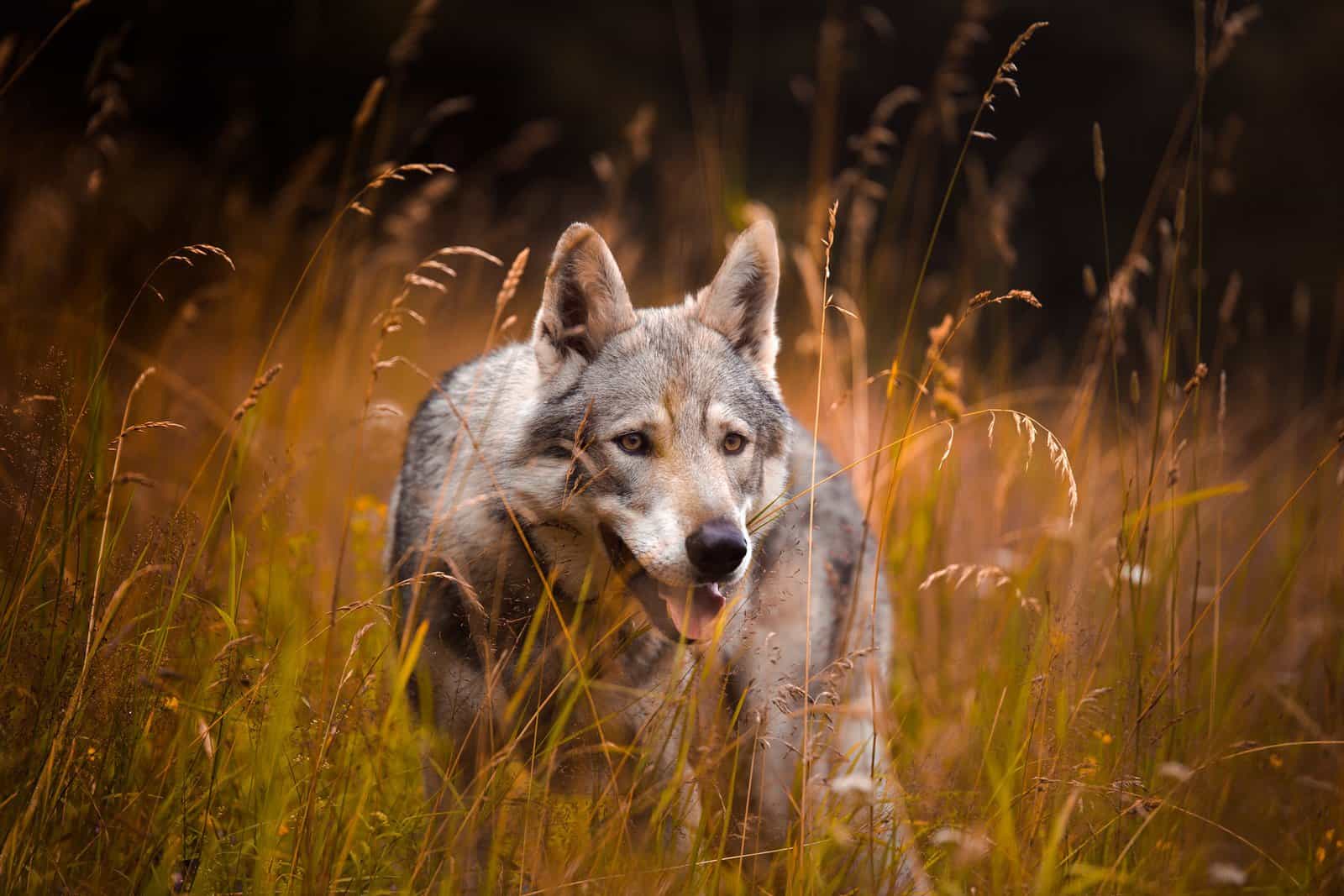 1600x1067 Endangered Animals and 7 Reasons Why