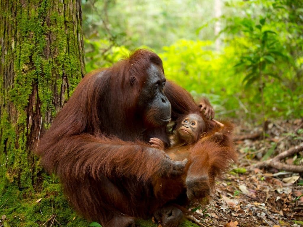 1024x768 How Many Endangered Species Are There