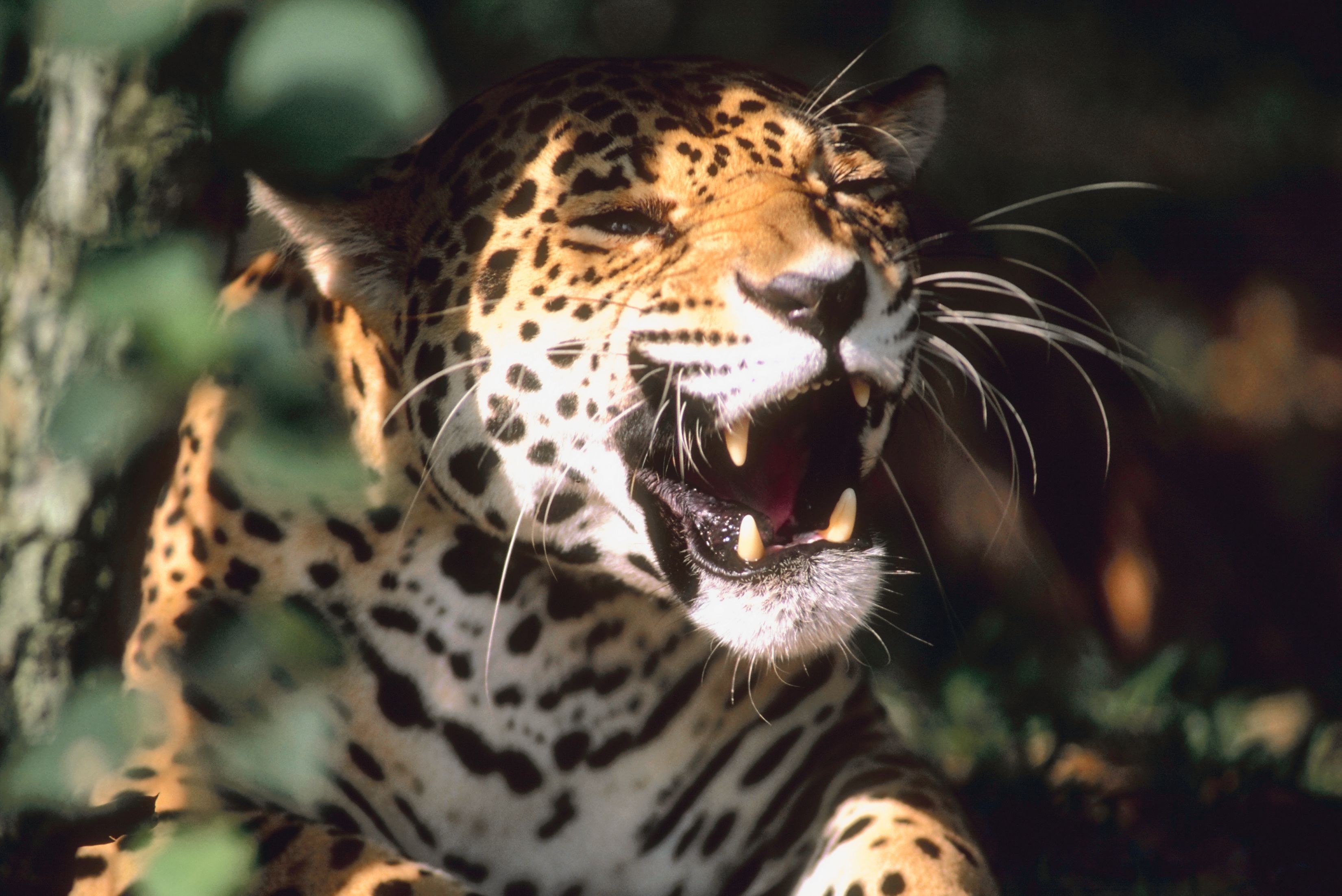 3300x2203 A List of Endangered Animals in Mexico