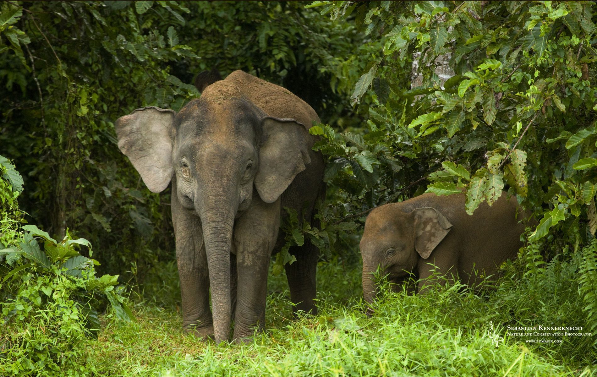 1900x1200 Free Pygmy Elephant Wallpaper