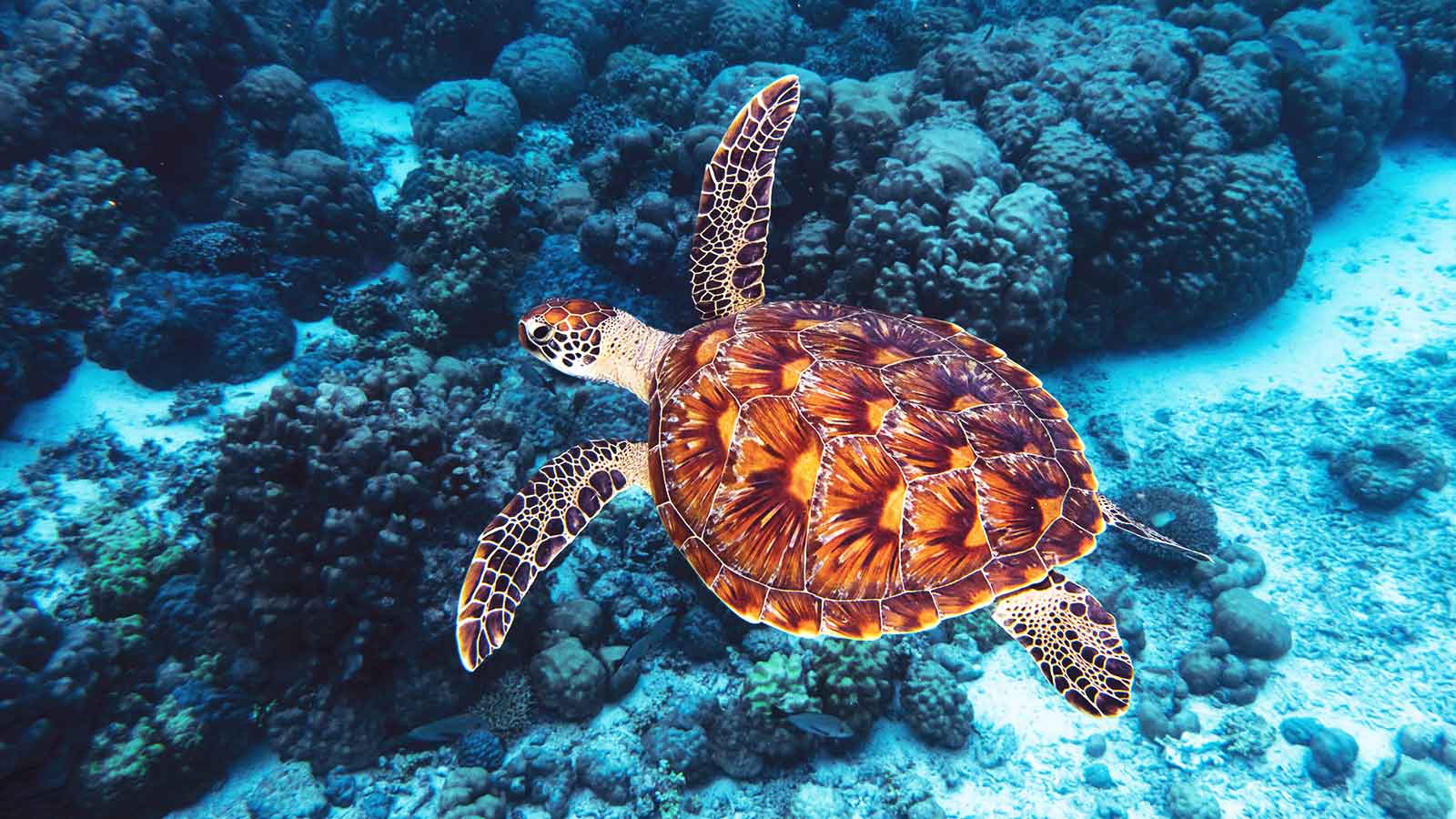 1600x900 Most Endangered Sea Animals. Citrus