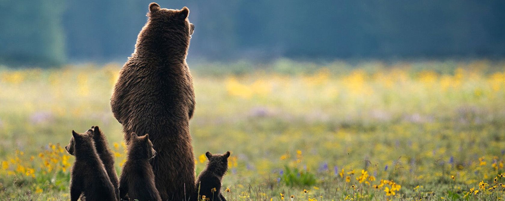 1680x671 grizzly bears