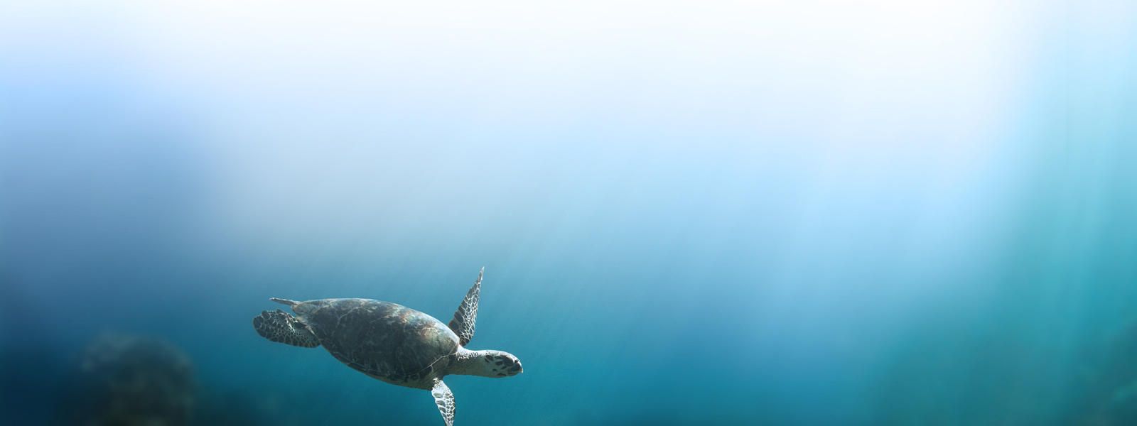 1600x600 Species List. Endangered, Vulnerable