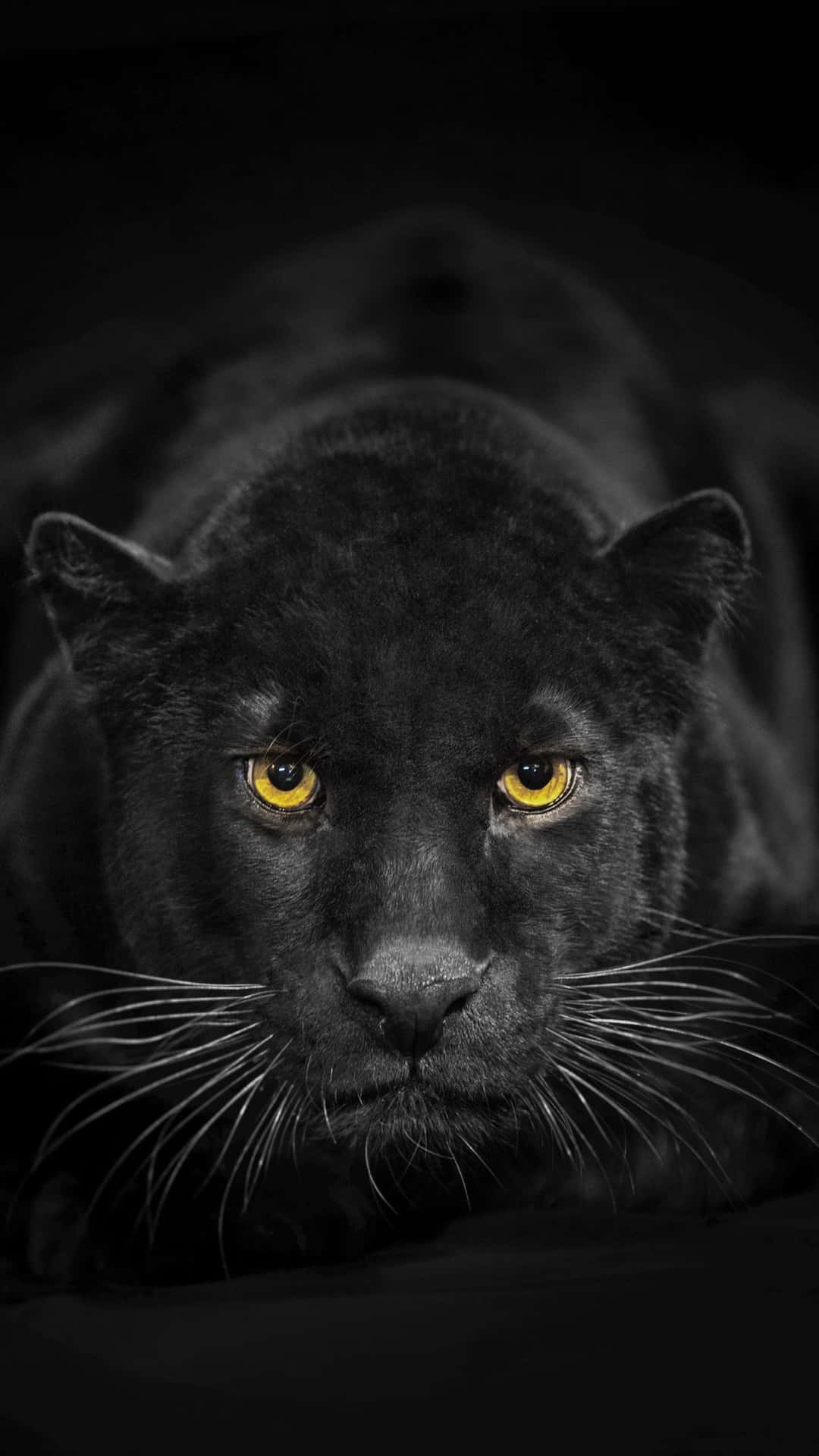 1080x1920 image of an iPhone Wallpaper