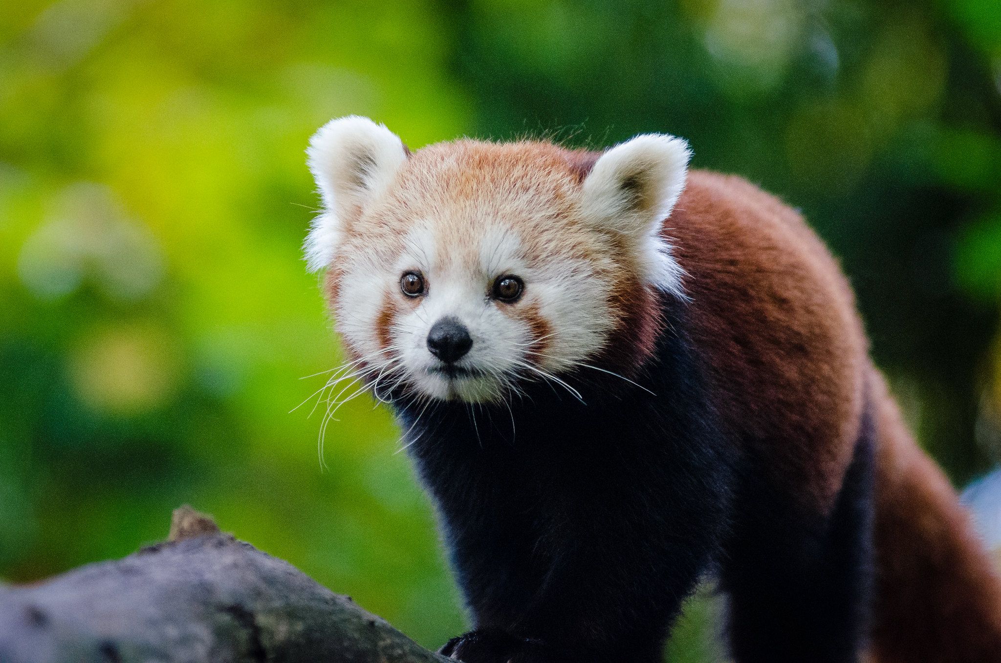 2048x1357 Protecting Endangered Species: Books