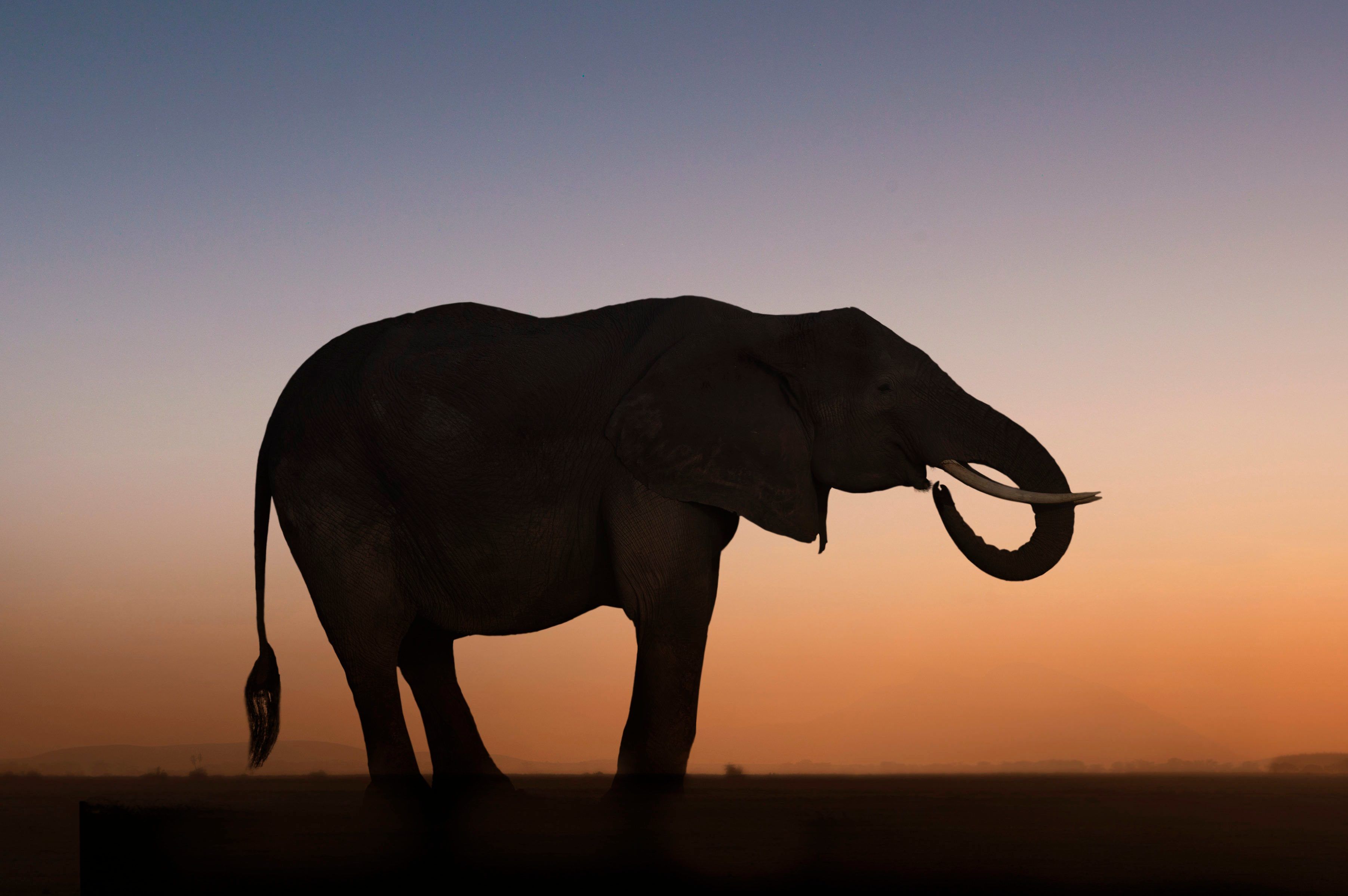 Endangered Animals Wallpapers Top Free Endangered Animals Backgrounds