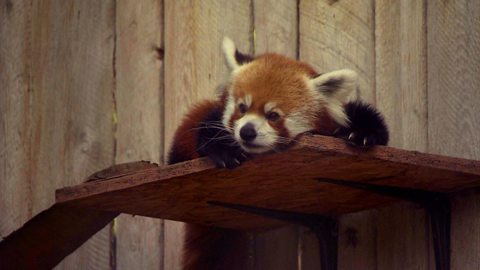 1920x1080 Endangered Species. Science Trek. PBS