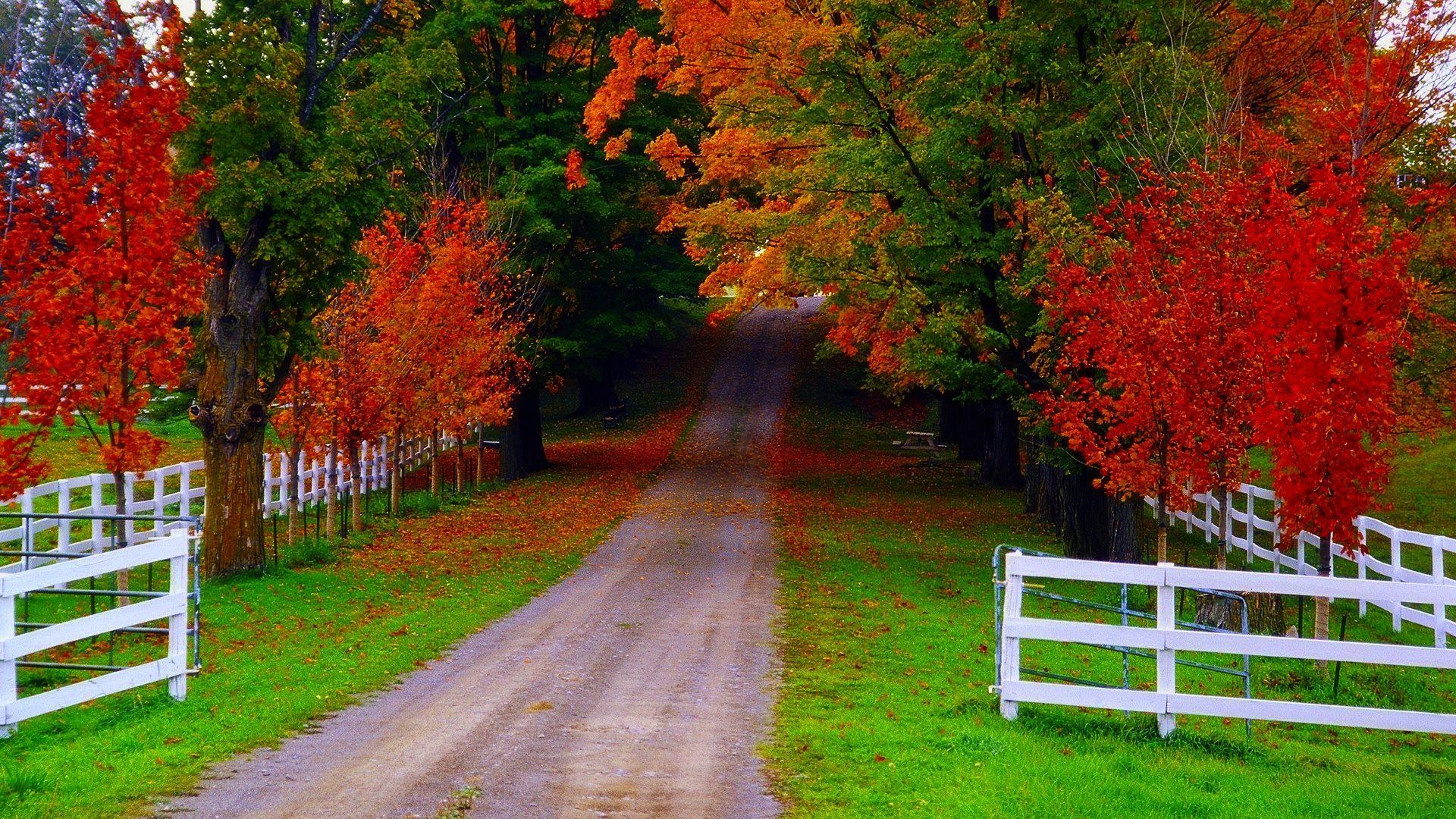 1920x1080 New nature HD wallpaper Gallery
