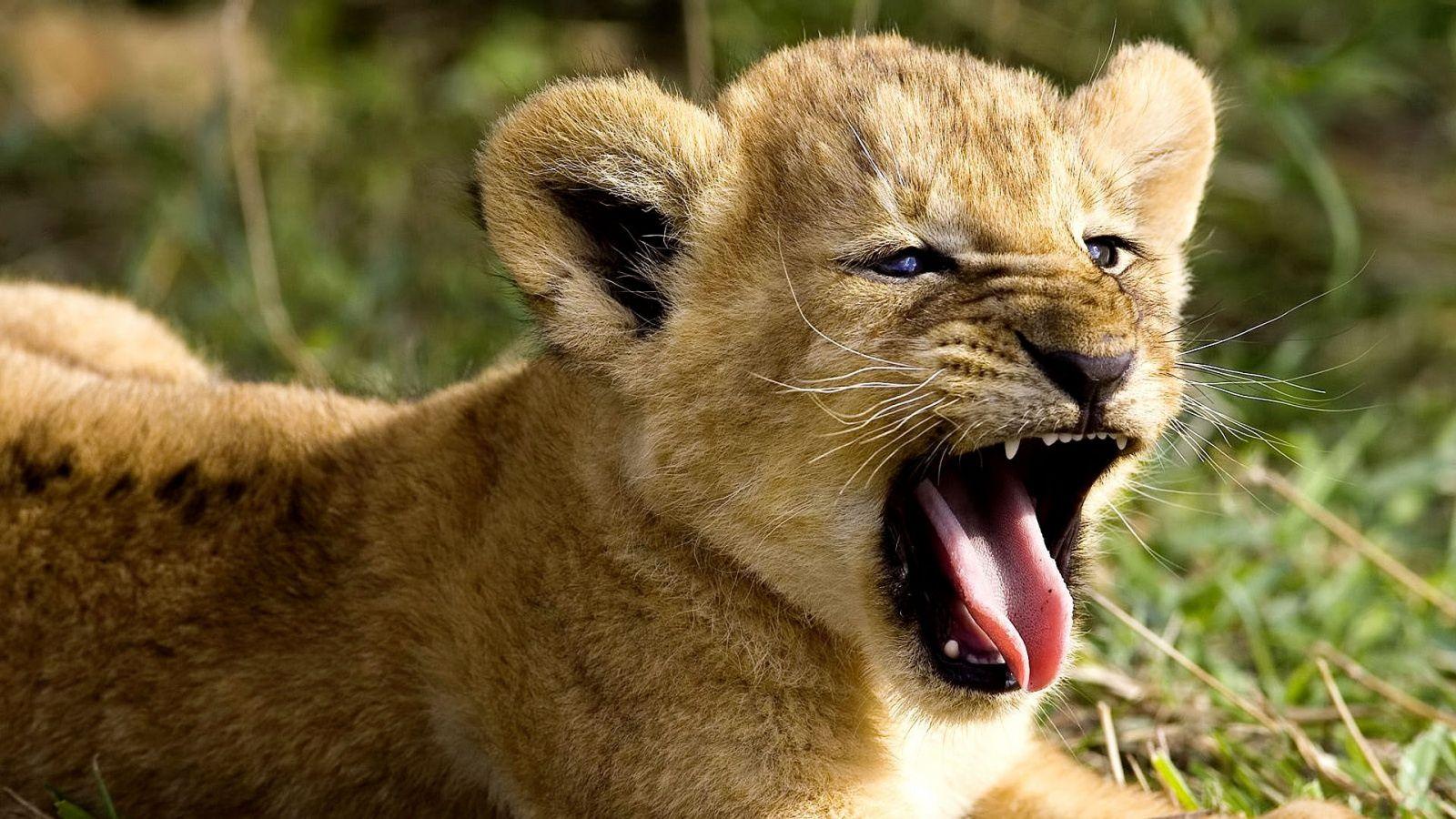 1600x900 Download Wild animal wallpaper wild animal wallpaper wild