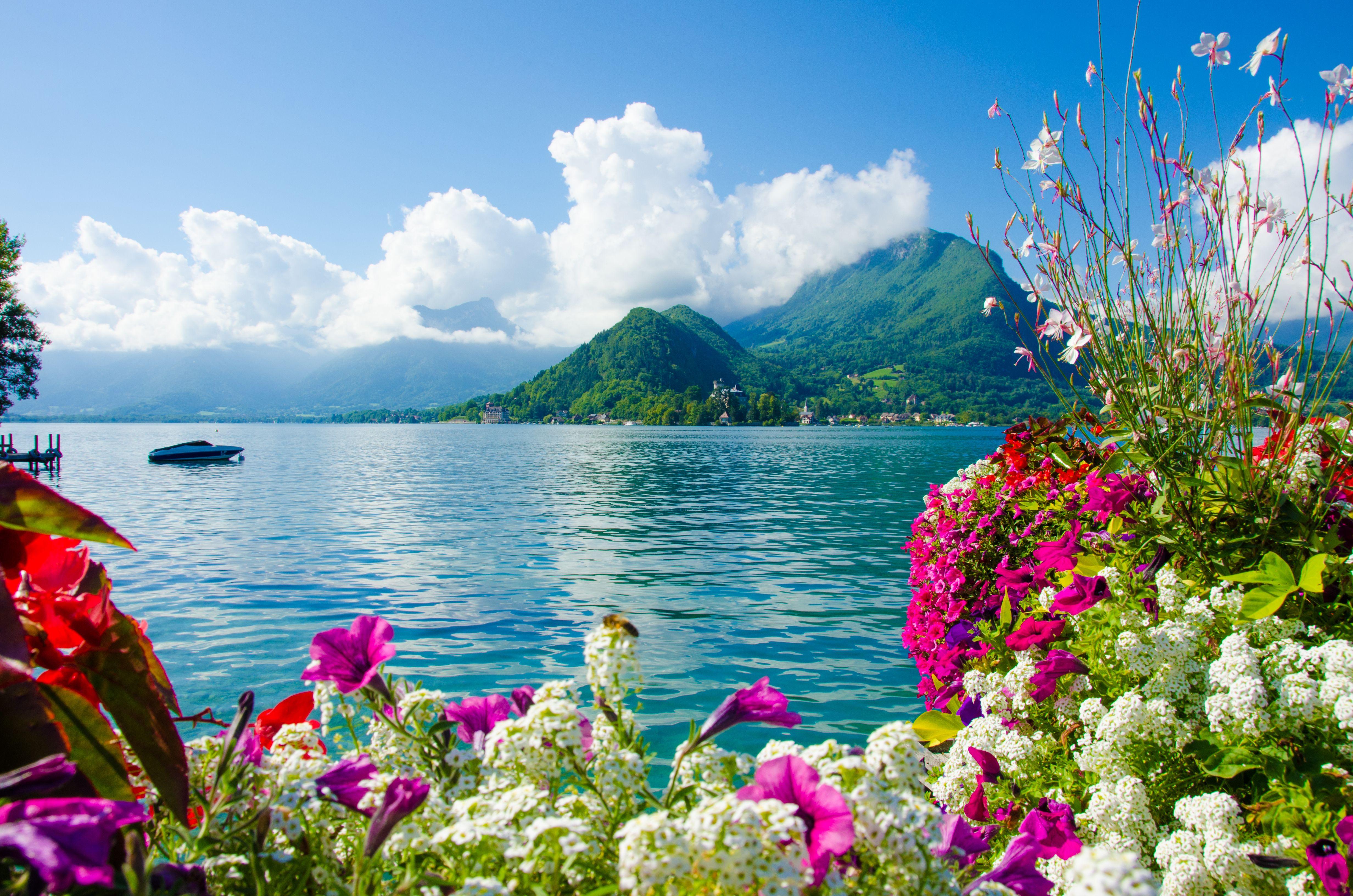Яркие цветы на море. Озеро Анси Франция. Природа море. Красивая природа. Море и горы.