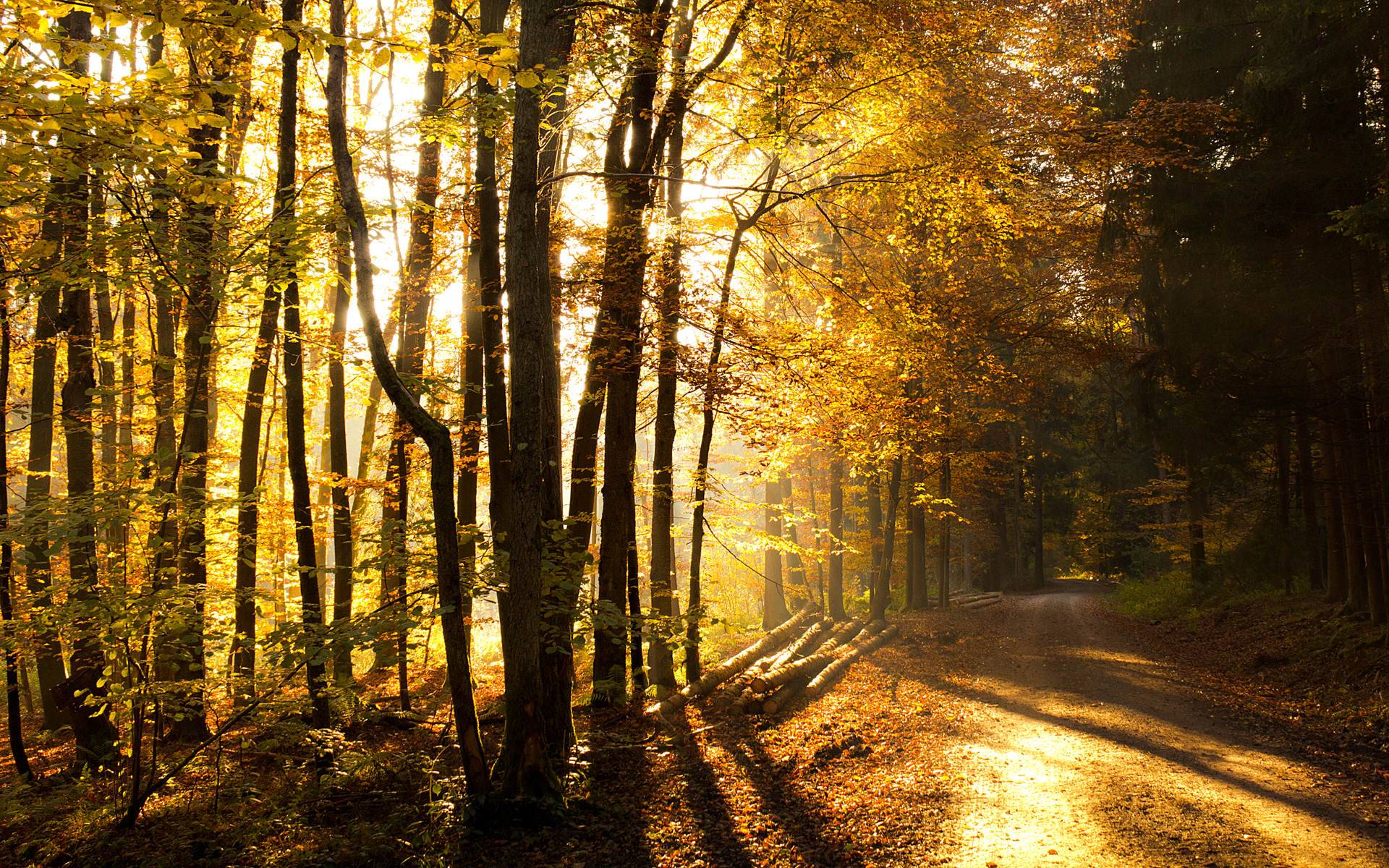 Yellow Forest Wallpapers - Top Free ...