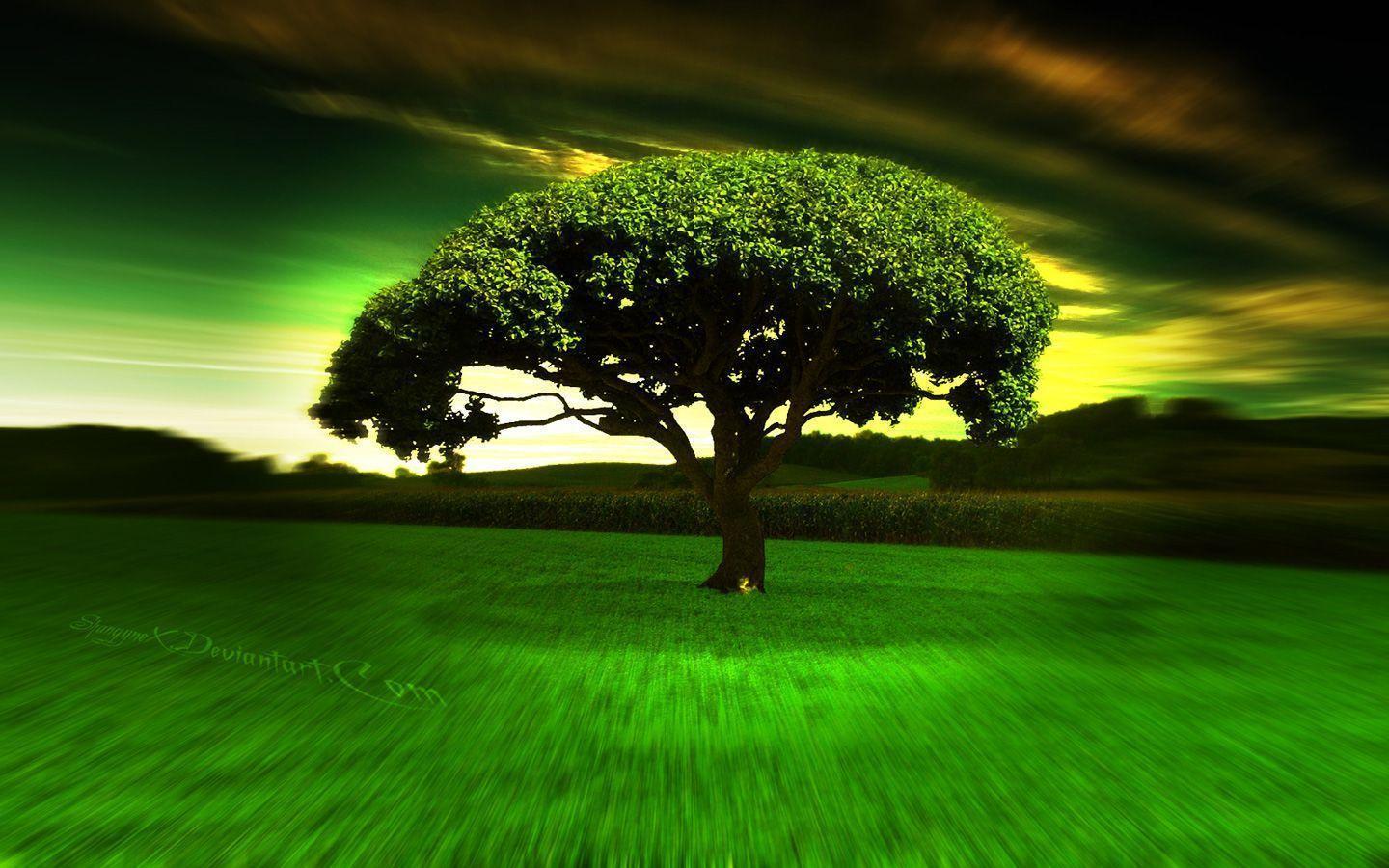 1440x900 HD Wallpaper Picture