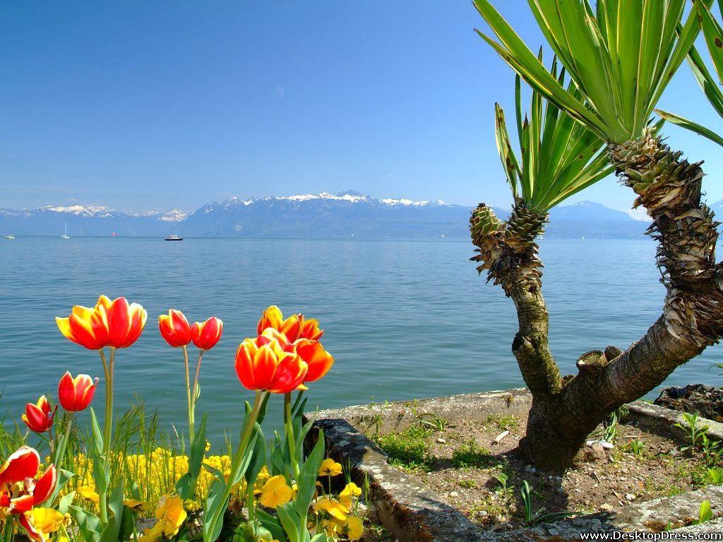 1024x768 Desktop Wallpaper Flowers Background Red Flowers