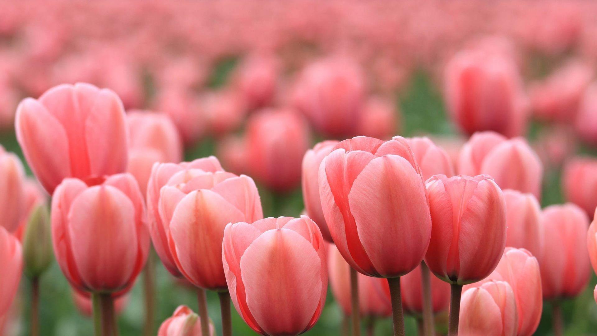 Wallpaper Pink Tulips in Bloom During Daytime Background  Download Free  Image