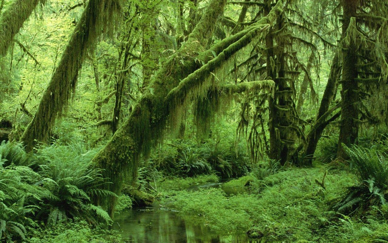 1280x804 Green Forest wallpaper. Green Forest