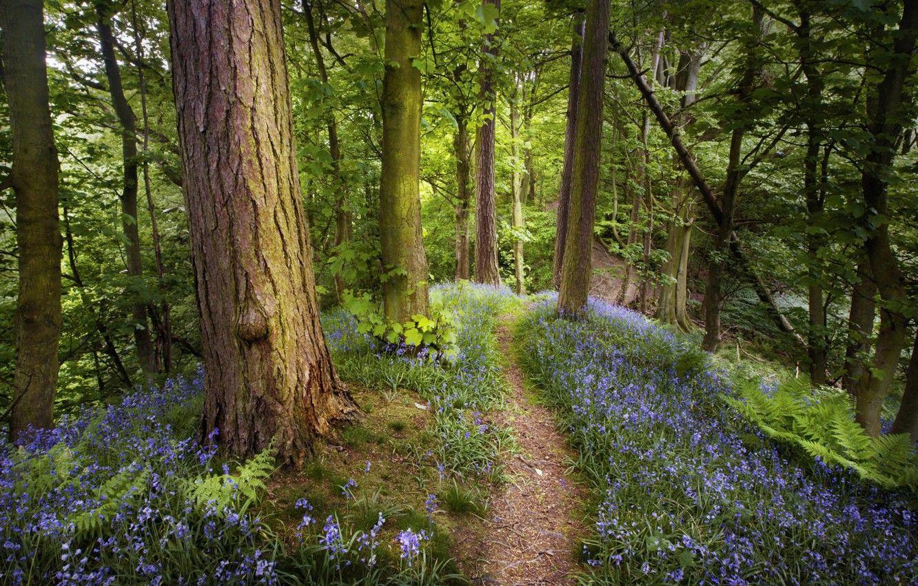 1332x850 Wallpaper trees, flowers, nature, trunks, trail, spring