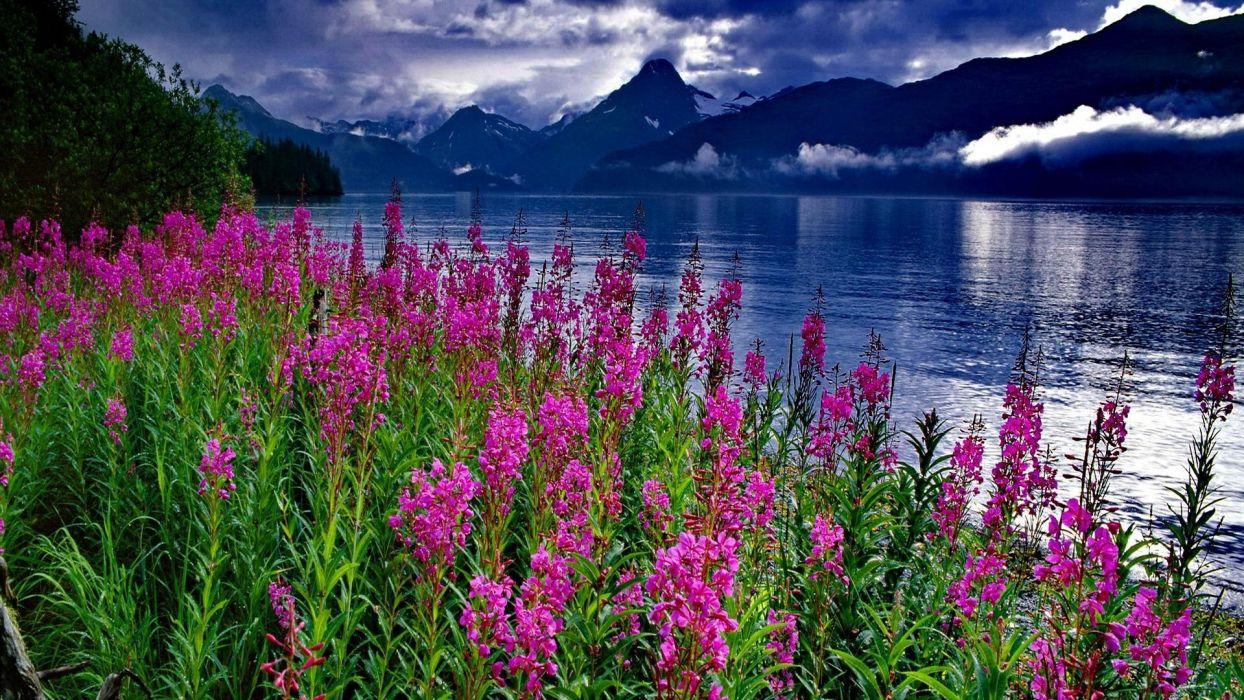 Lake Flowers Wallpapers - Top Free Lake Flowers Backgrounds