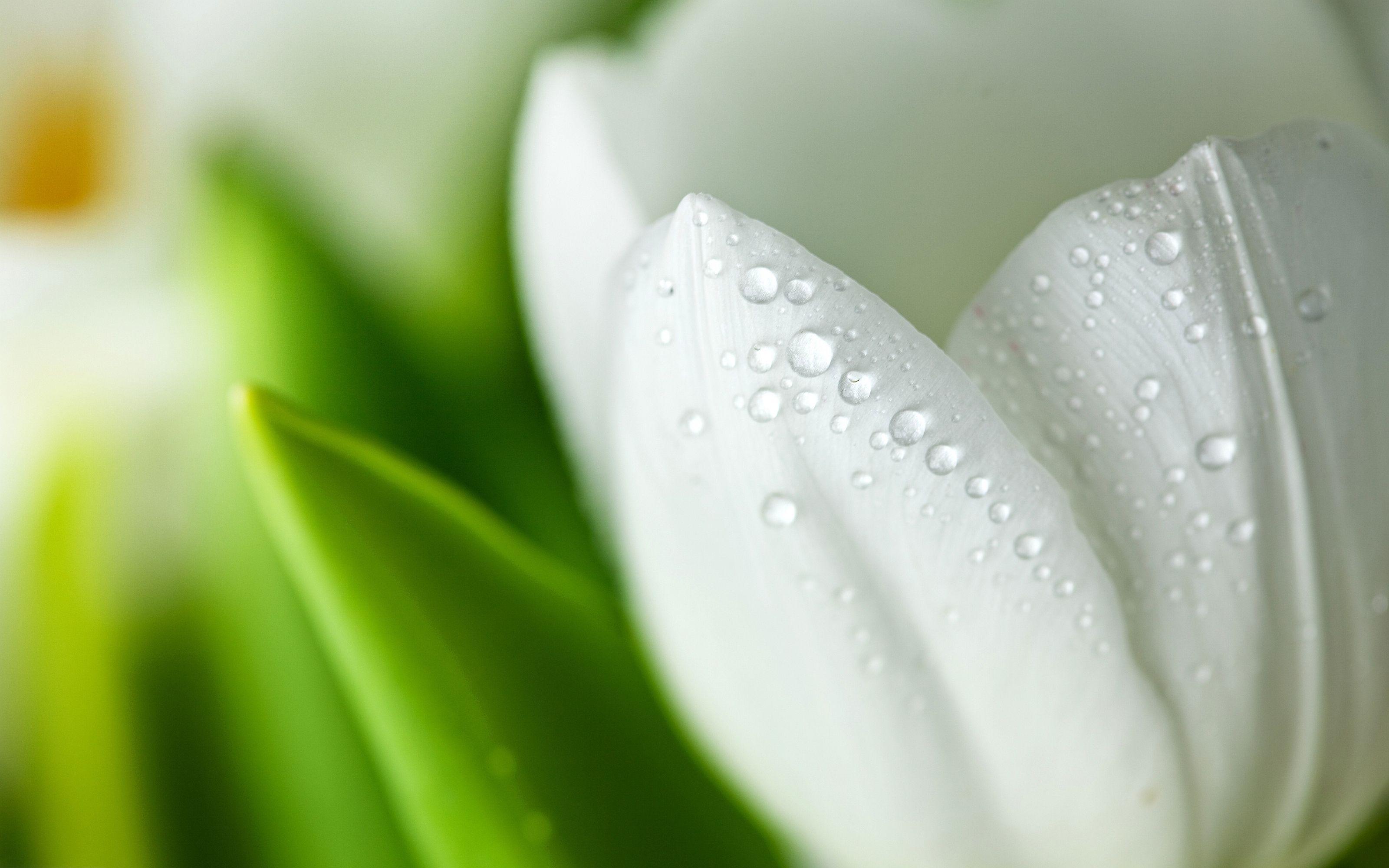 3200x2000 White Tulip Flower