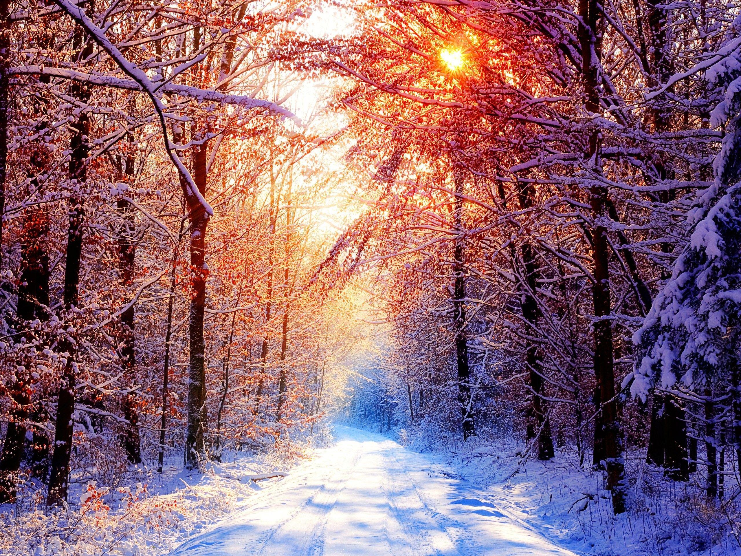 2560x1920 Winter, Forests, Forest, Fresh Air, Download HD Wallpaper
