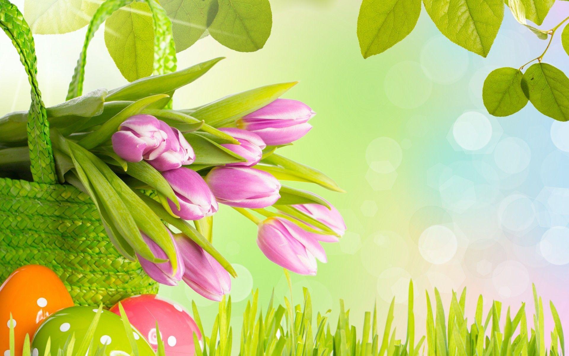 1920x1200 Tulips Background Wallpaper