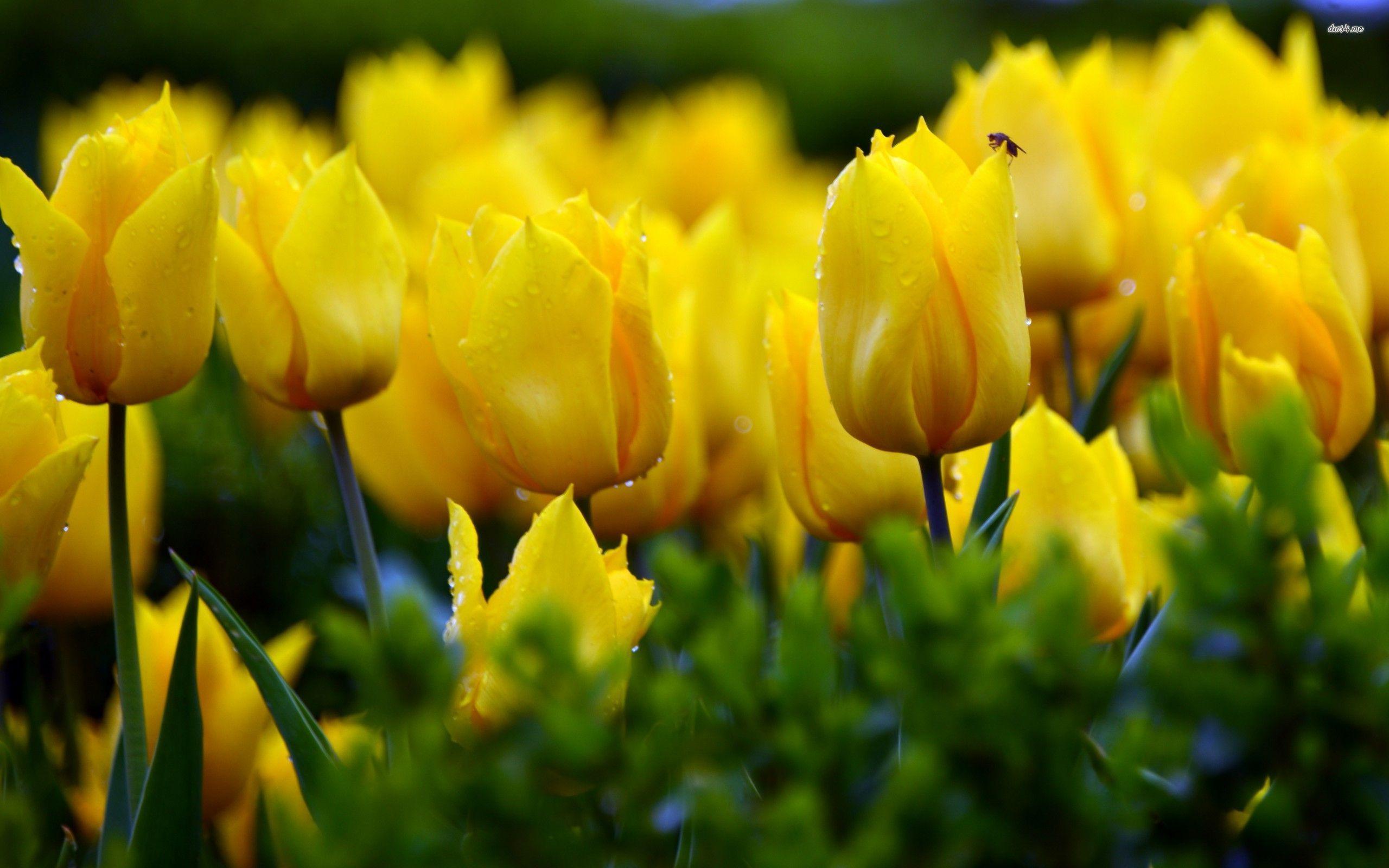 Tulips by Water Wallpapers - Top Free Tulips by Water Backgrounds ...