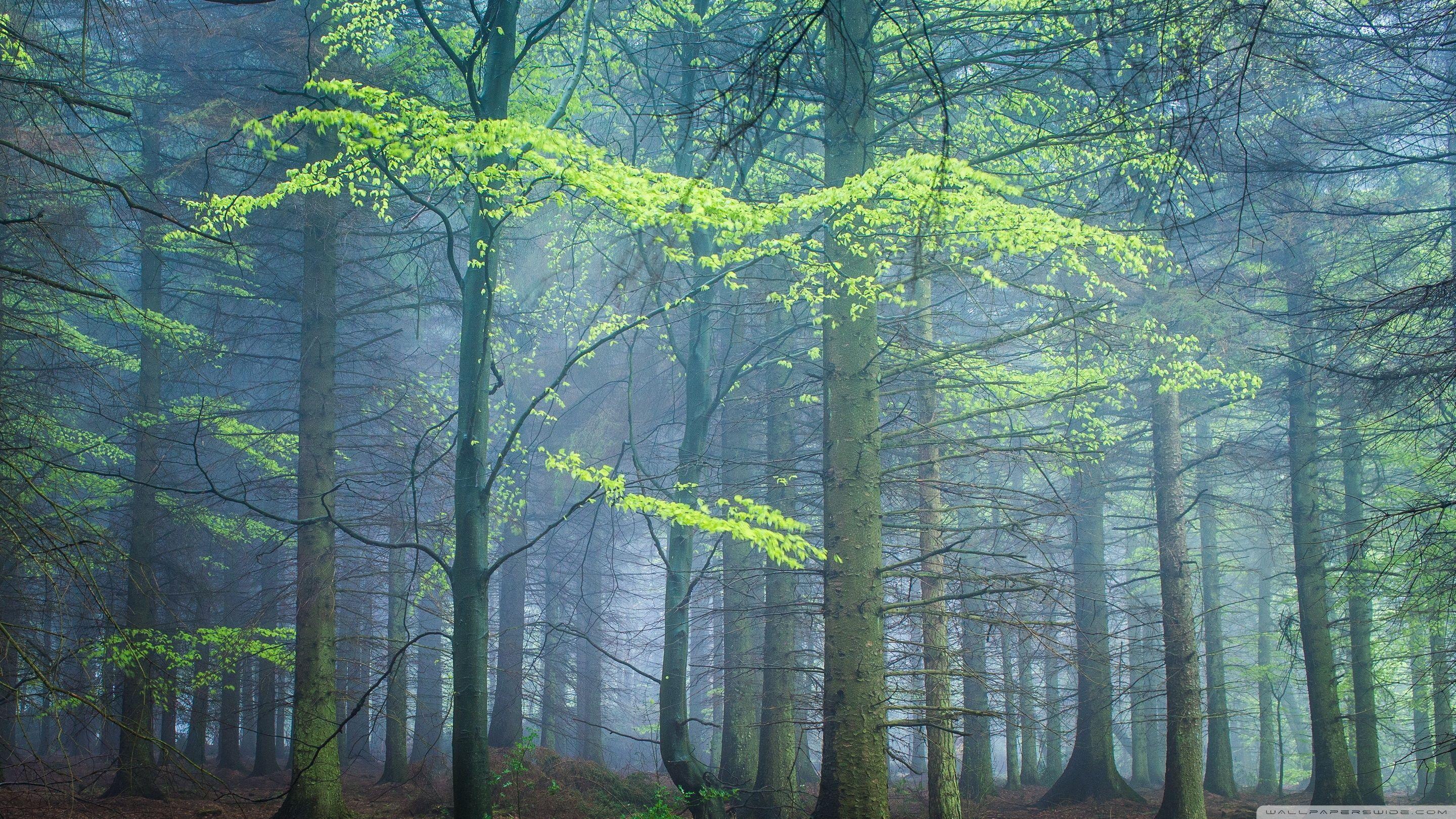 Spring Forest Desktop Wallpapers - Top Free Spring Forest Desktop ...