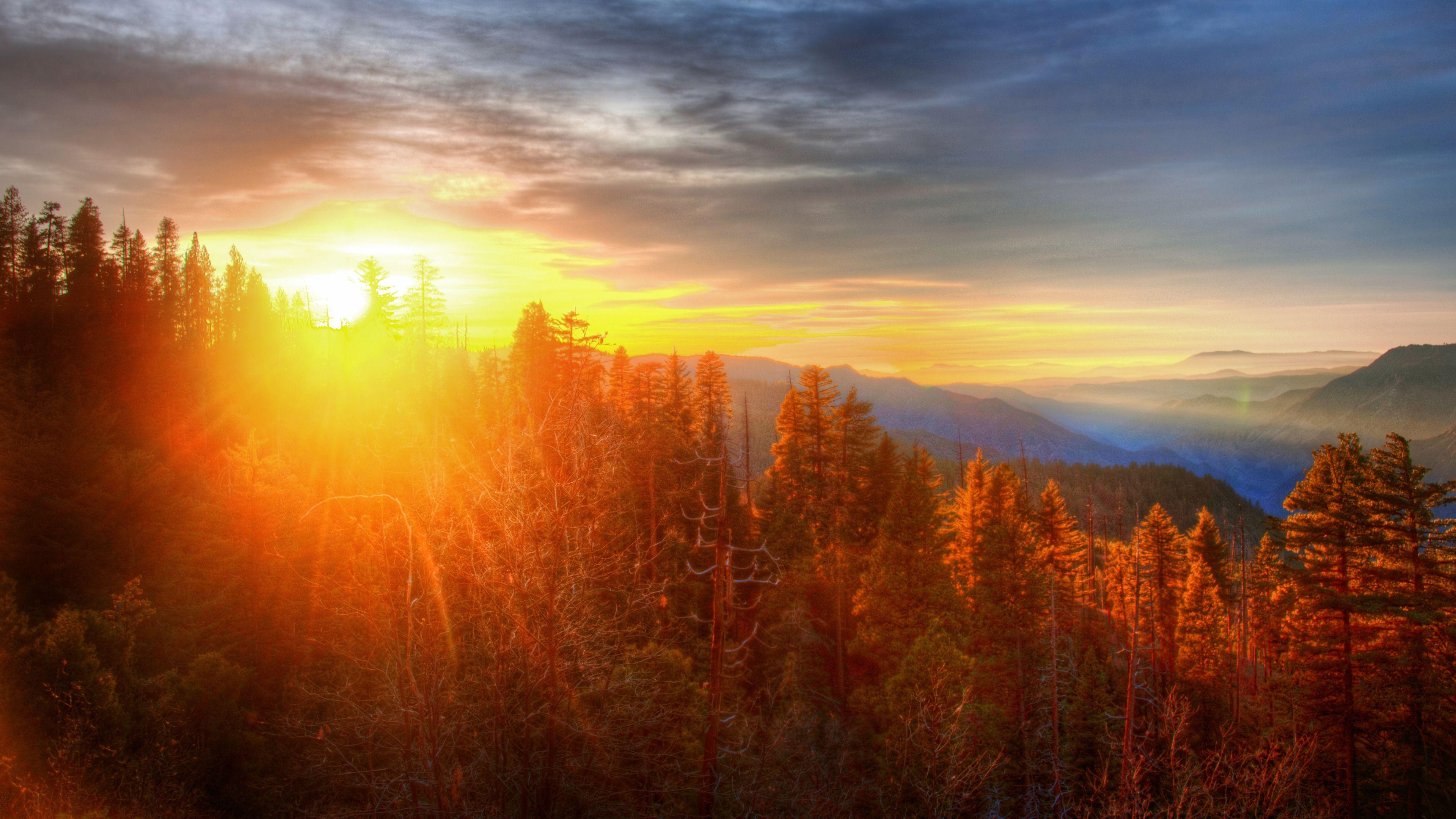 Forest Sunset Wallpapers - Top Free Forest Sunset Backgrounds
