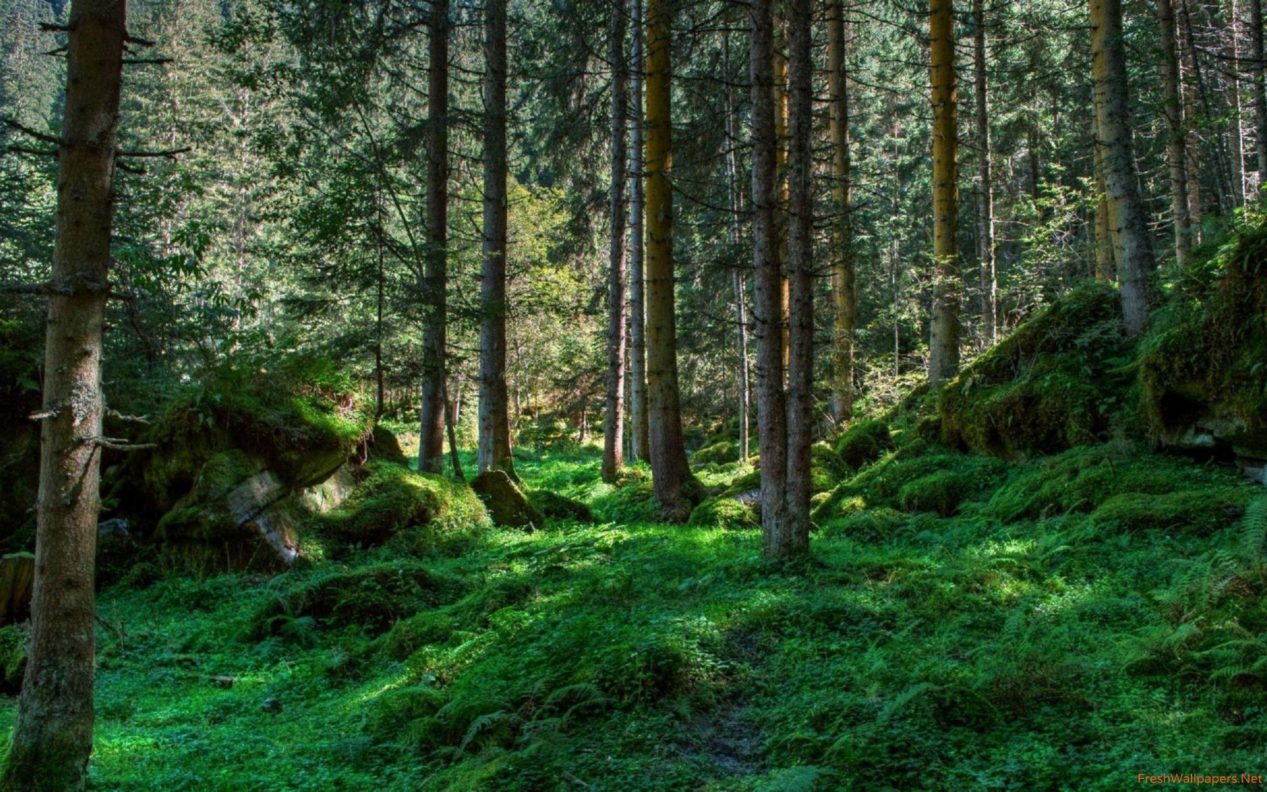 2560x1600 Spring forest wallpaper